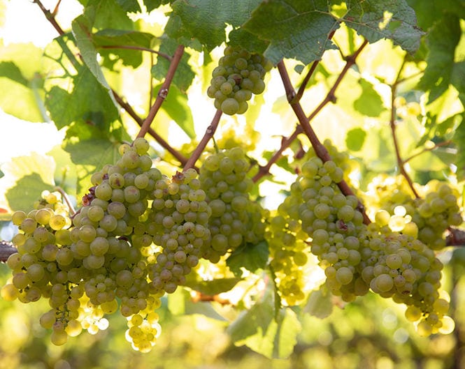 Close-up of green grapes hanging from a vine with sunlight filtering through the leaves. The grapes are clustered together in bunches, and the bright light highlights the freshness of the fruit. The background is slightly blurred, emphasizing the focus on the grape clusters and the vine.
