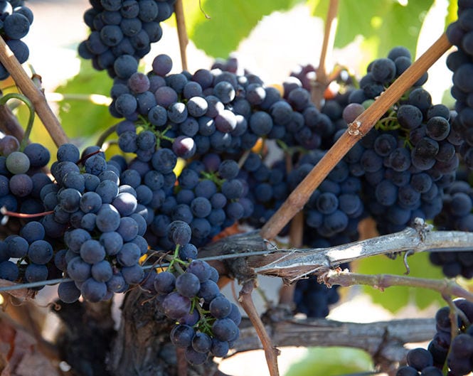 Clusters of dark blue grapes hang from light brown vines with green leaves partially visible in the background. The sunlight highlights the plumpness and rich color of the grapes, indicating they are ripe and ready for harvest. The scene reflects a vineyard during the grape harvest season.
