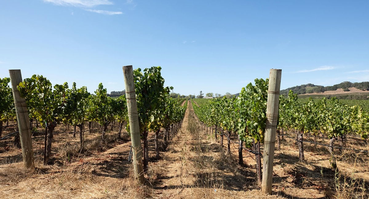 A vineyard with rows of grapevines stretches into the distance under a clear blue sky. Wooden posts support the grapevines, and the ground is dry with patches of grass. Hills and trees are visible in the background, creating a scenic, rural landscape.

