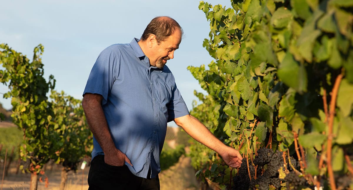 A man in a blue shirt, with one hand in his pocket, inspects grapevines in a vineyard bathed in late afternoon sunlight. He gently touches a cluster of grapes with his other hand, showing a content expression. Rows of lush green grapevines stretch out in the background.
